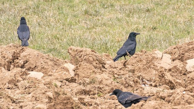 Im Gegensatz zu jungen Saatkrähen haben Rabenkrähen einen befiederten Schnabelansatz. Der obere Schnabel ist gekrümmt. Bild: Adobe Stock