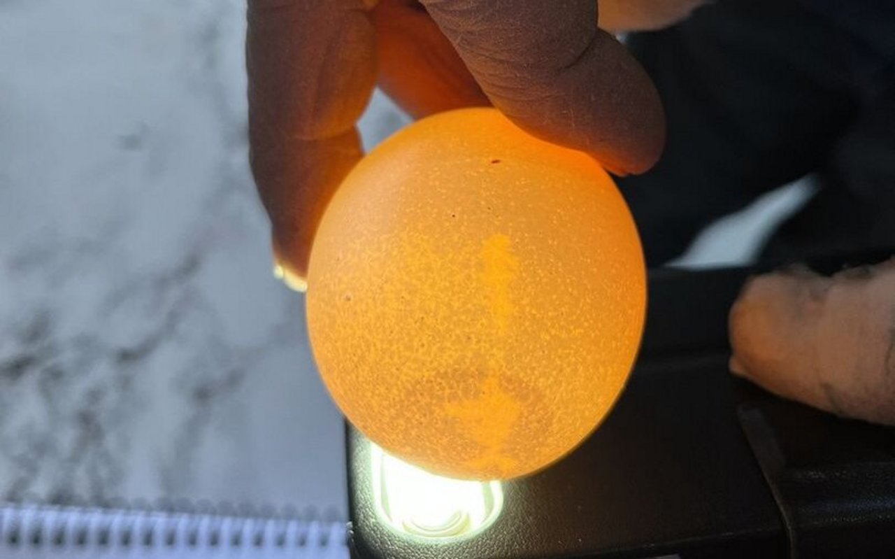 Ein Ei liegt auf der Handy-Taschenlampe. Das durchscheinende Licht macht sichtbar, dass kleine Fehler in der Makrostruktur der Eischale vorkommen.
