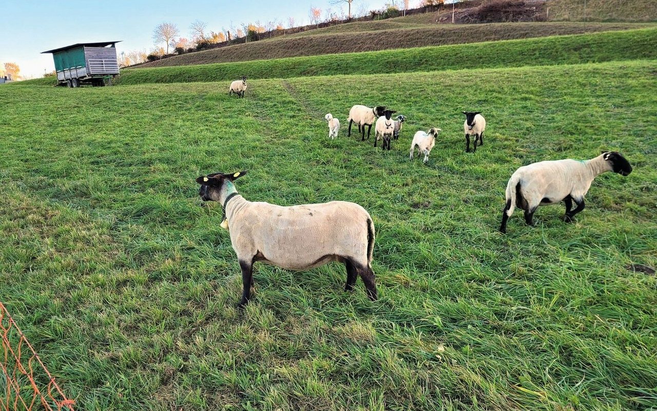 Ein kurzes Abweiden mit Schafen kann auf topografisch schwierigen, extensiv genutzten Wiesen eine effiziente Nutzungsform sein.