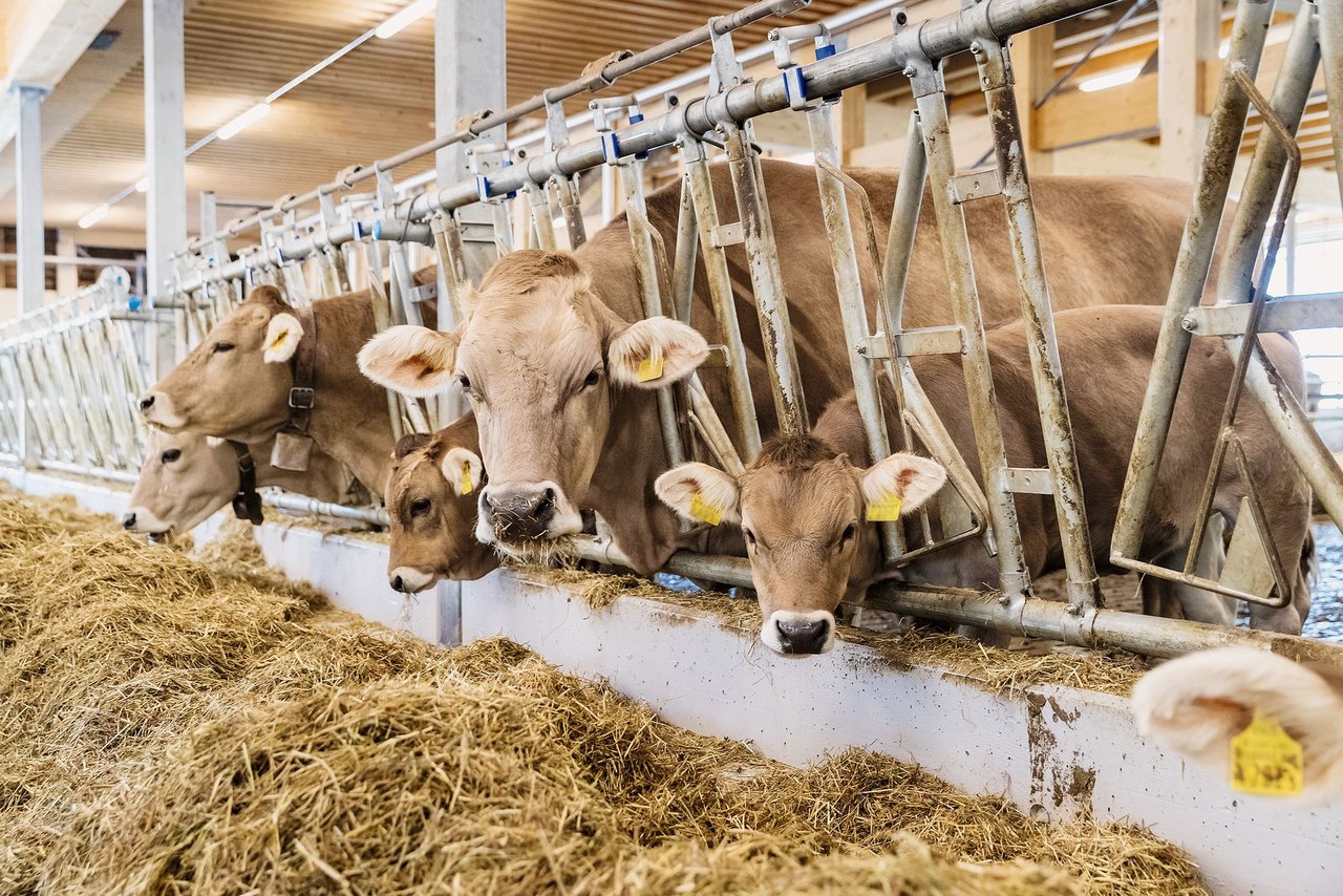 Im Forschungsprojekt «FertiBull» analysiert die Gruppe Tiergenomik die Genome von mehreren tausend Stieren. Bild: Alessandro Della Bella. ETH Zürich/Agrovet Strickhof