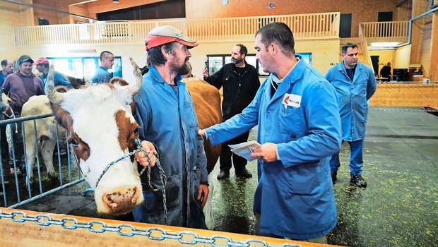 Spardruck: Marktplätze mit weniger als 50 Kühen könnten im zweiten Halbjahr zusammengelegt werden