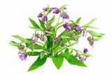 Echte Wallwurz – Symphytum officinale L. – Wallwurz hat eine entzündungs-hemmende Wirkung. Man kann damit zum Beispiel einen Wallwurz-Brei für Wunden an der Klaue machen. 