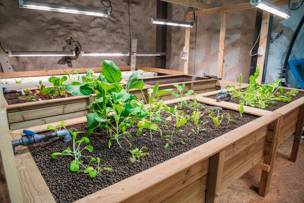 Underground Farming: Salat aus dem Bunker Üppiges Wachstum sieht anders aus: Das Gemüse im Hagerbachstollen wird nur mit den Ausscheidungen der Fische gedüngt. Vom Gemüsebeet kehrt das Wasser zu den Fischen zurück. Das Licht kommt von LED-Lampen. Bild: Gian Vaitl