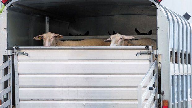 Kommt es bei Transporten von Tieren zu einem Unfall, sind die Schäden auch bei einer Tierunfallversicherung nur dann gedeckt, wenn der Besitzer selber fährt.