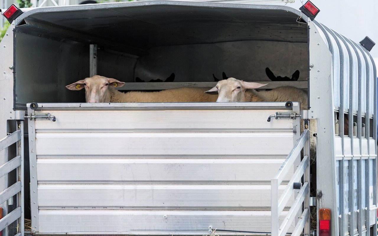 Kommt es bei Transporten von Tieren zu einem Unfall, sind die Schäden auch bei einer Tierunfallversicherung nur dann gedeckt, wenn der Besitzer selber fährt.