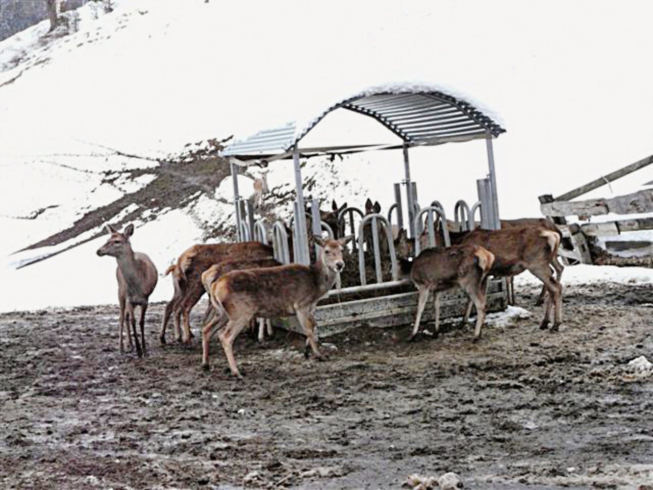Nutztierfütterung, an der sich Rotwild eingefunden hat. Bild: AJF Graubünden