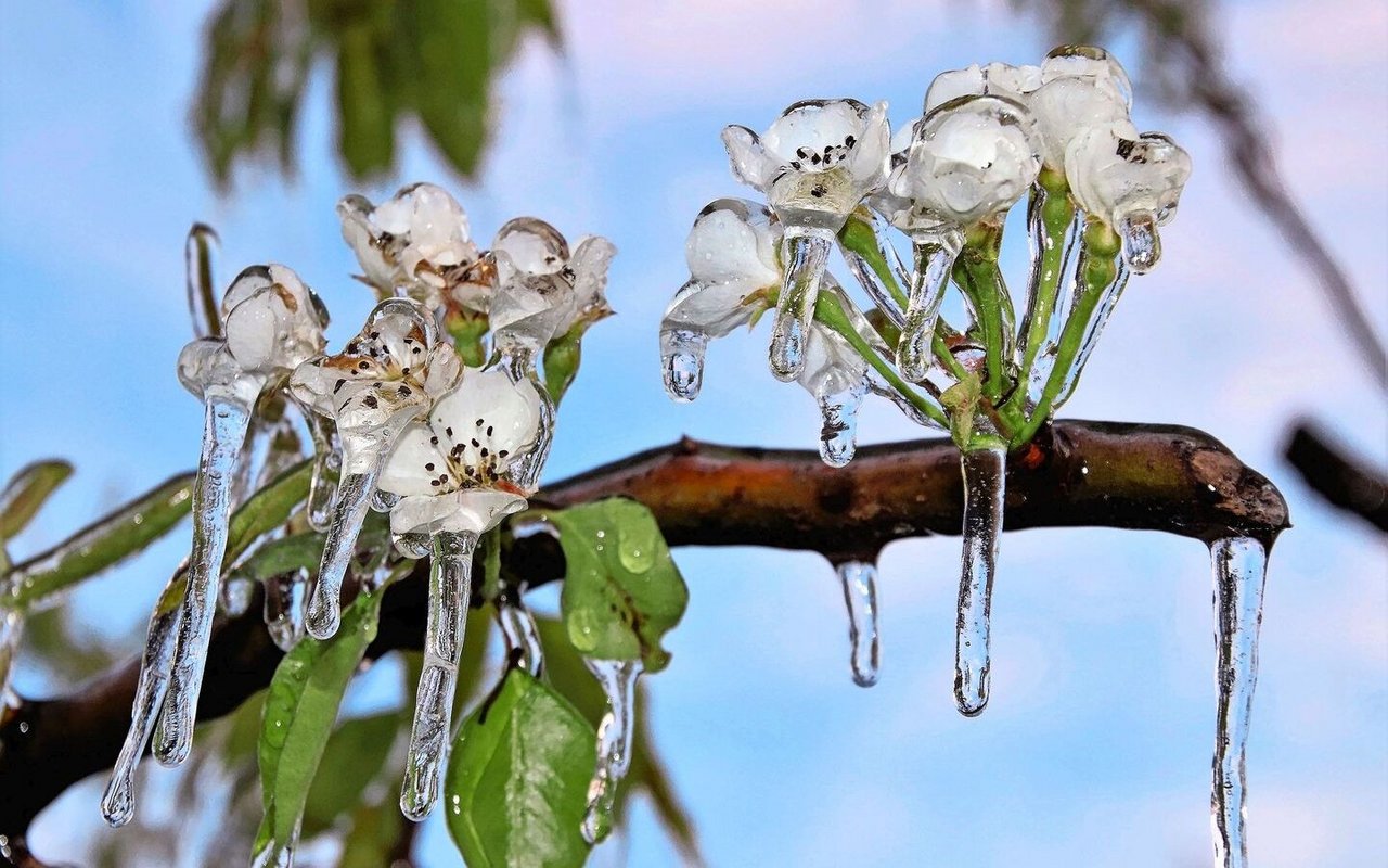 Spätfröste sind eine der Herausforderungen, welche den Obstbau beschäftigen.