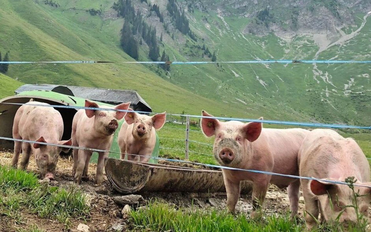 Alpschweine stehen neugierig am Zaun und beobachten.