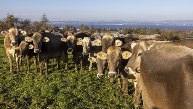 Teilnahme am Weidebeitrag Eine Herde Braunviehkühe steht auf der Weide und schaut zum Fotografen.
