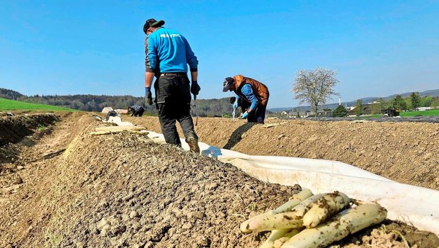Ohne sie ginge es nicht: rumänische Saison-Mitarbeiter beim Spargelstechen auf einem Feld bei Rafz.