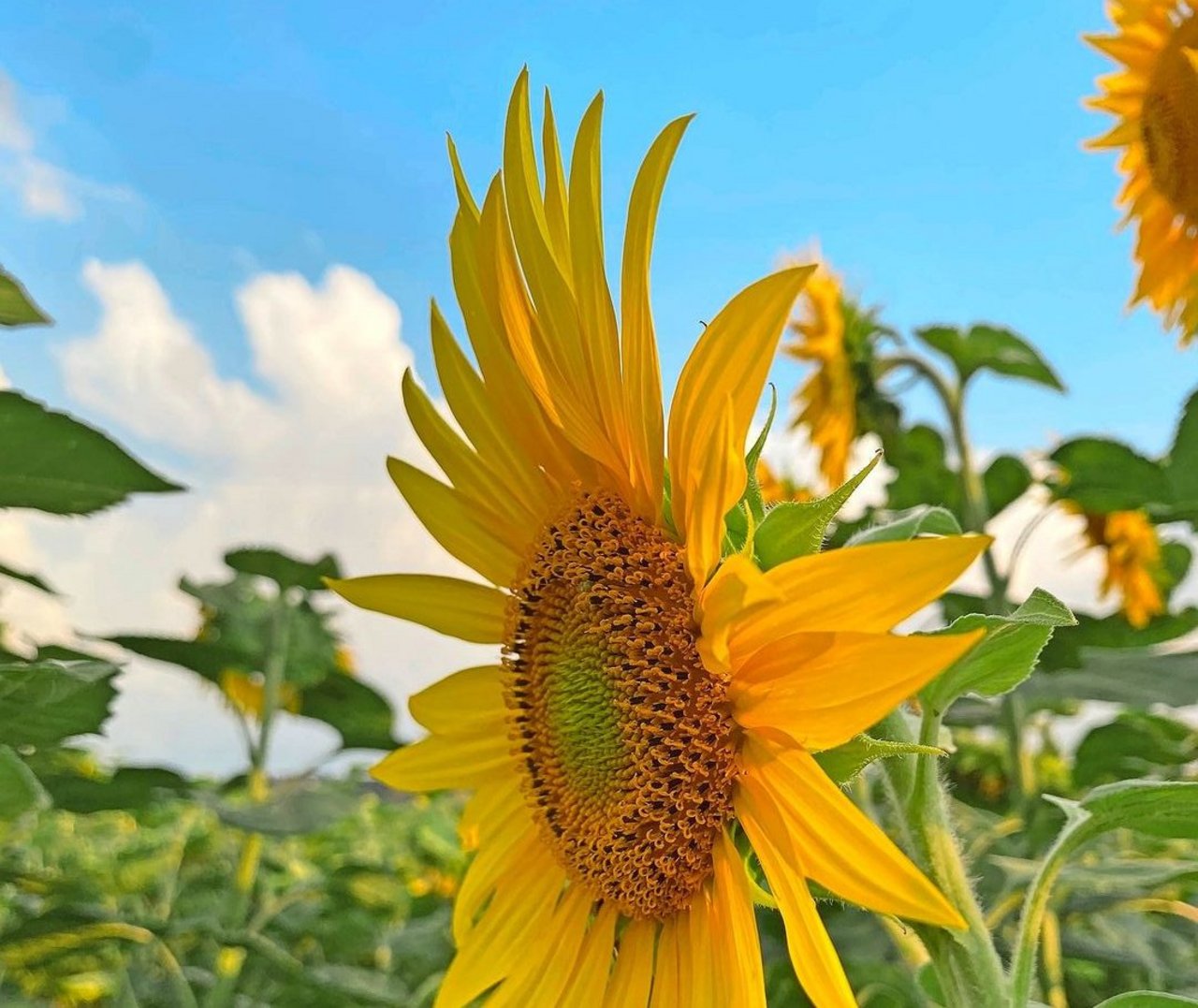 Die Anbaufläche von Sonnenblumen in der Schweiz ist in den letzten zehn Jahren um 20 % gestiegen.