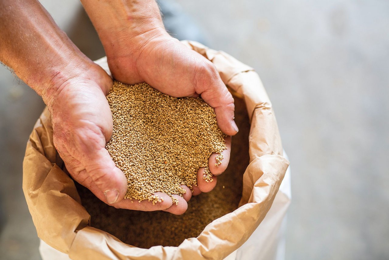 Der Drusch von Quinoa stellt keine allzu grosse Herausforderung dar. Anspruchsvoller ist das nachträgliche Reinigen des Erntegutes, besonders bei verunkrauteten Parzellen. (Bilder Pia Neuenschwander)