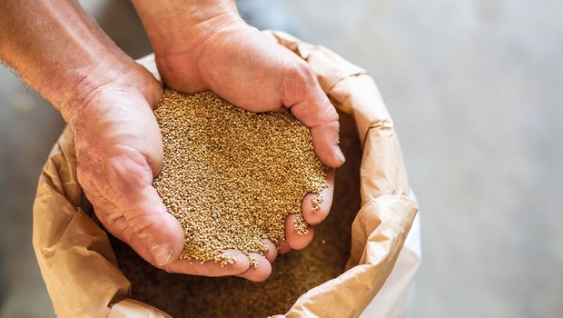 Der Drusch von Quinoa stellt keine allzu grosse Herausforderung dar. Anspruchsvoller ist das nachträgliche Reinigen des Erntegutes, besonders bei verunkrauteten Parzellen. (Bilder Pia Neuenschwander)