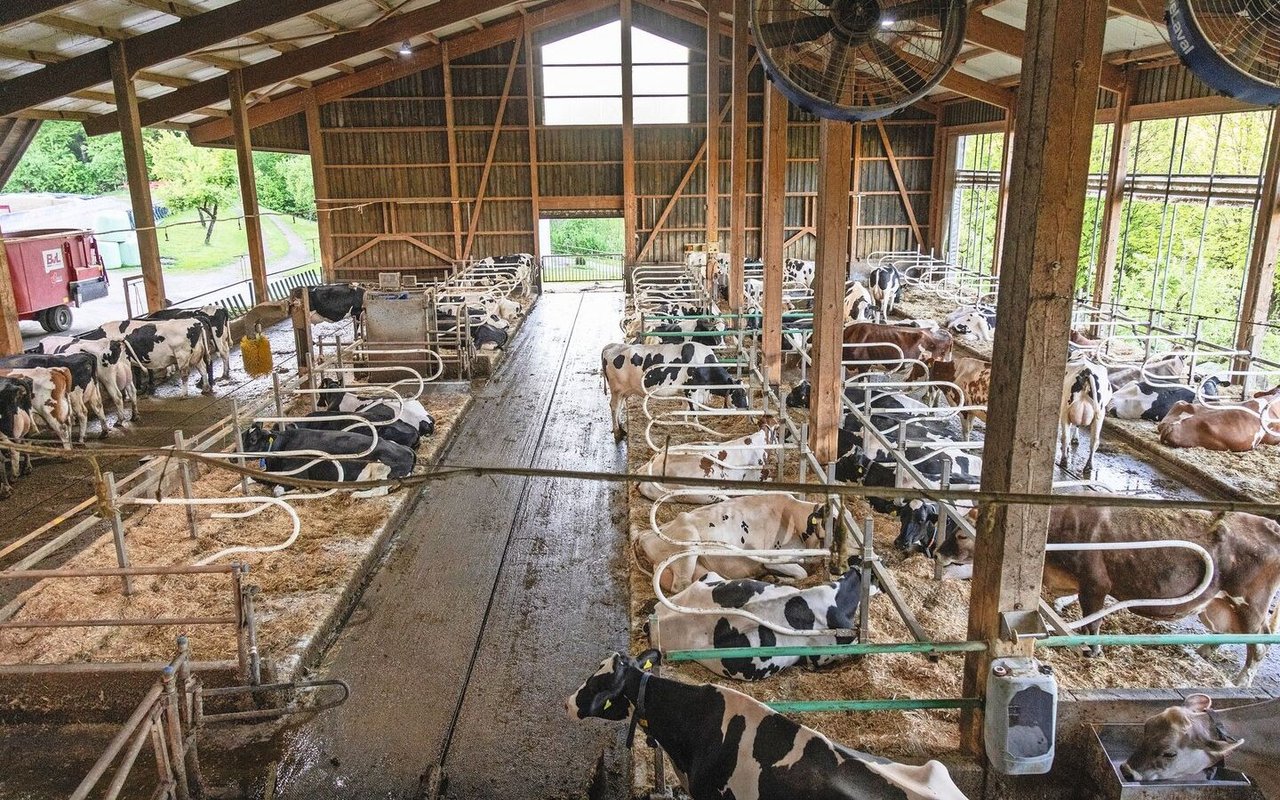 Der Milchviehstall bietet Platz für 80 Milchkühe. Beim Stall wurde viel Wert auf eine hohe Bauweise mit viel Luft gelegt. 