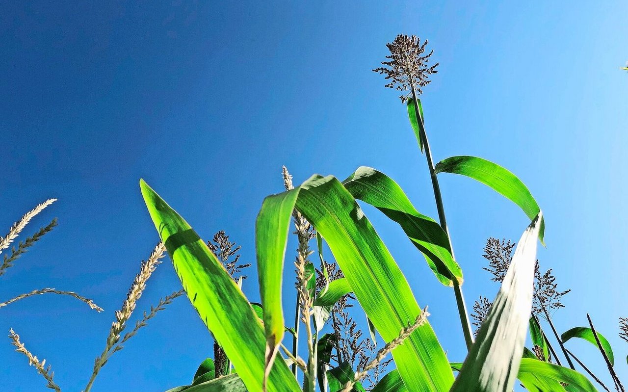 Der Sorghum streckt sich bald über den Maisbestand.
