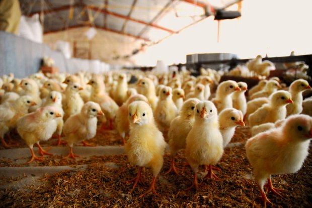 Küken im Stall. (Bild: Adobe Stock)