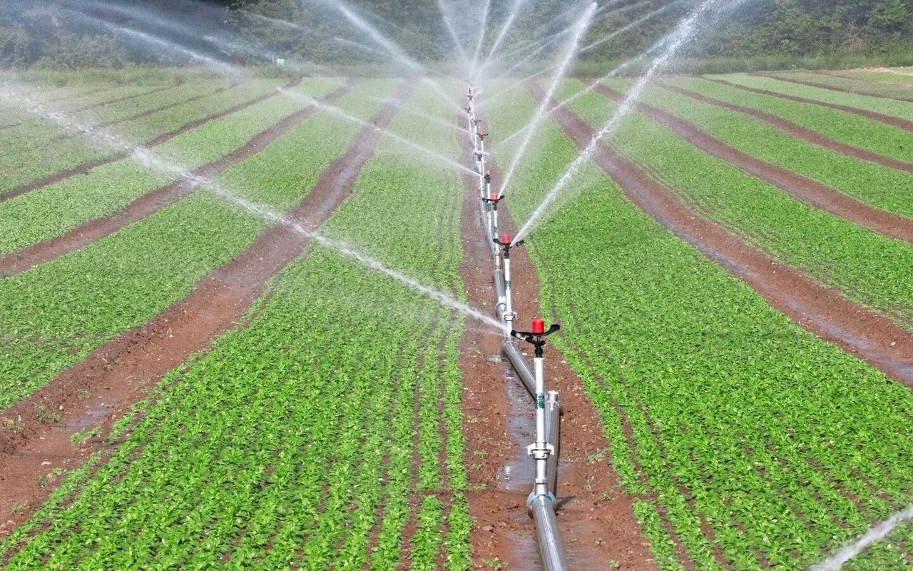 Beim Reihenregner ist der Aufwand beim Auf- und Abbau gross, das erhöht die Arbeitskosten. Dafür kann er bei Bedarf mit kleinen Einzelgaben bewässern.