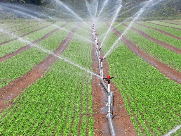 Beim Reihenregner ist der Aufwand beim Auf- und Abbau gross, das erhöht die Arbeitskosten. Dafür kann er bei Bedarf mit kleinen Einzelgaben bewässern.