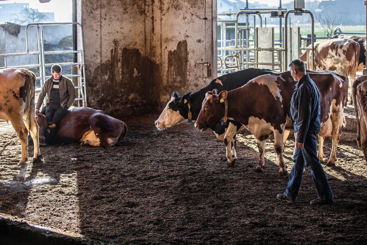 Die Milchkühe von Philipp Fehlmann (links) und Chrisstian Wolleb stehen auf dem Windrosenhof in Lupfig AG auf Waldboden. Bild: Pia Neuenschwander