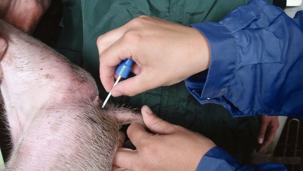 Hygiene Schweinestall Mit einem Pinzette-artigen Instrument entnimmt die Tierärztin am After des Schweins eine Kotprobe.