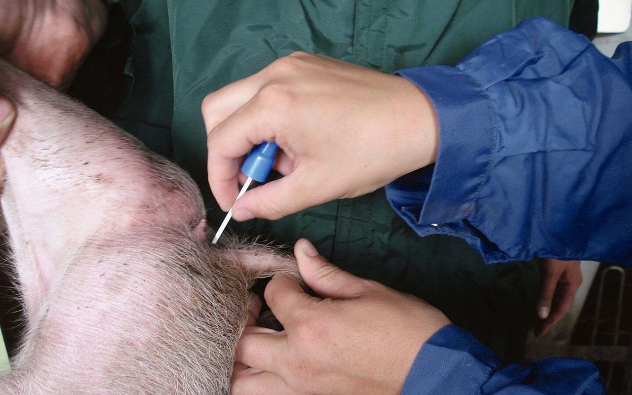 Mit einem Pinzette-artigen Instrument entnimmt die Tierärztin am After des Schweins eine Kotprobe.