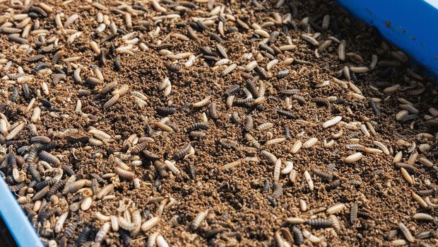 Insekten als Nutztier-Futter In einem blauen Gefäss kriechen Larven der Schwarzen Soldatenfliege auf einem braunen Substrat herum.