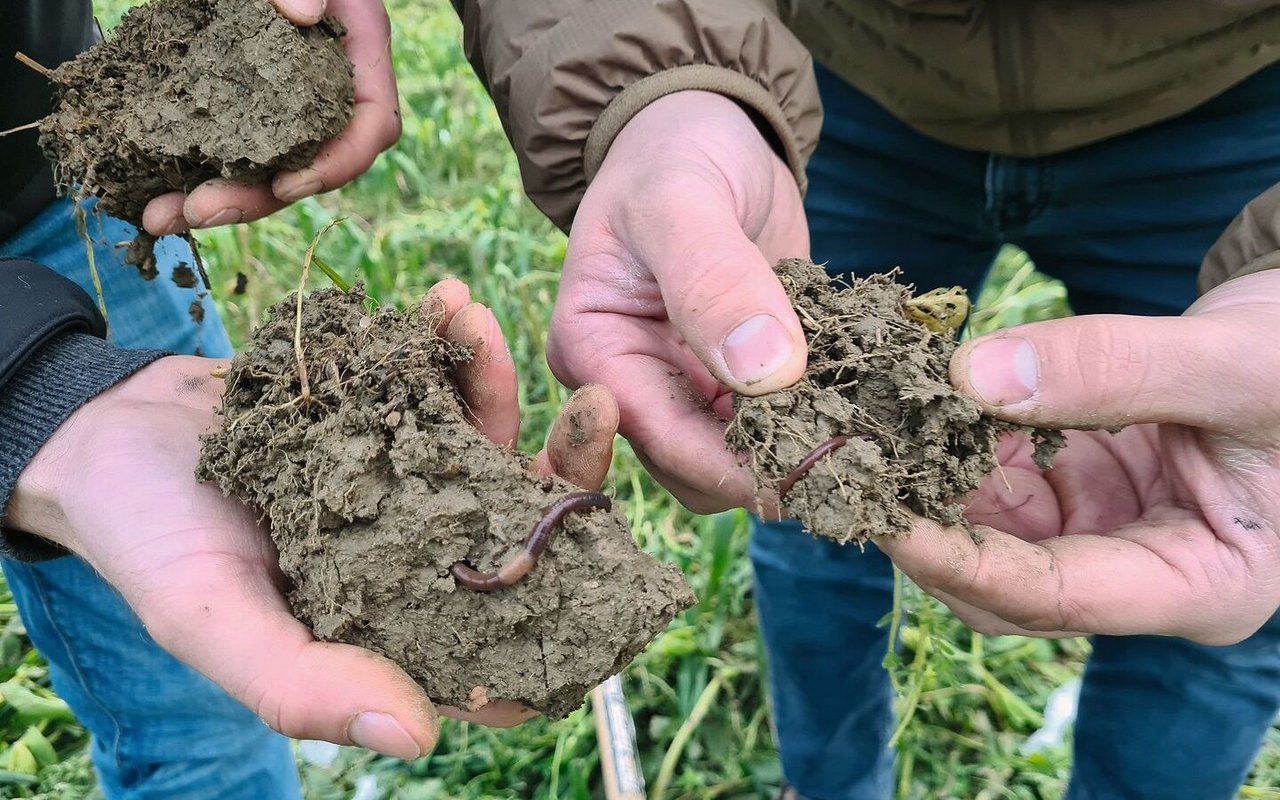 Feindurchwurzelter Boden und stabile Wurmkanäle sorgen für ein hohes Ertragspotenzial.