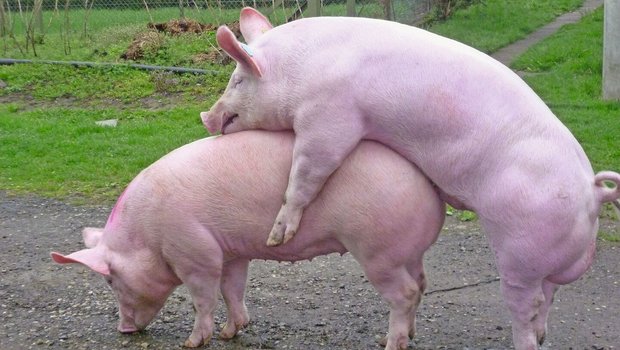 Kommt es zu Umrausch Kommt es zu Umrauschen, kann die Ursache bei der Spermaqualität liegen. Ein Eber, der beim Natursprung Schmerzen zeigt, muss geschont werden. Denn Schmerzen und Infektionen beeinflussen die Spermaqualität negativ.