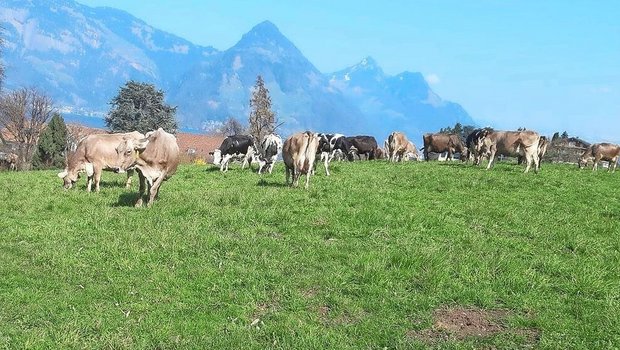 Zu Beginn der Weidesaison sollte der Bestand kurz sein und die Tiere sollen das Gefühl haben, eher zu wenig Futter vorzufinden. Bild: Marco Odermatt