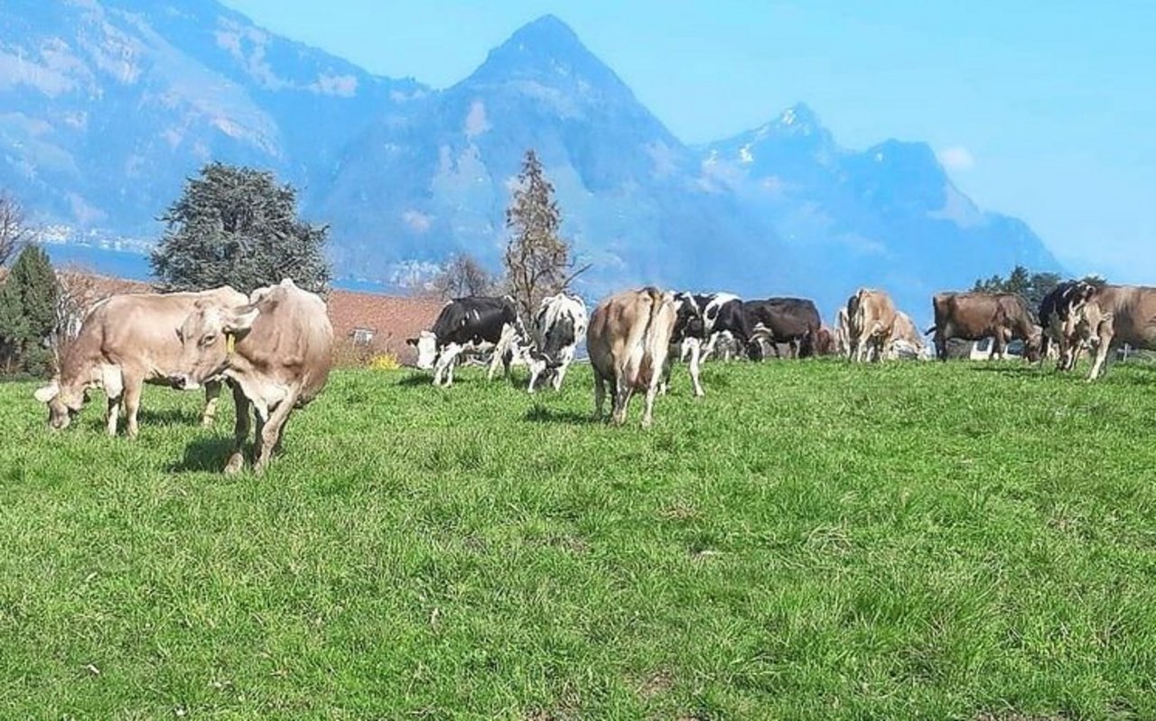 Zu Beginn der Weidesaison sollte der Bestand kurz sein und die Tiere sollen das Gefühl haben, eher zu wenig Futter vorzufinden. Bild: Marco Odermatt