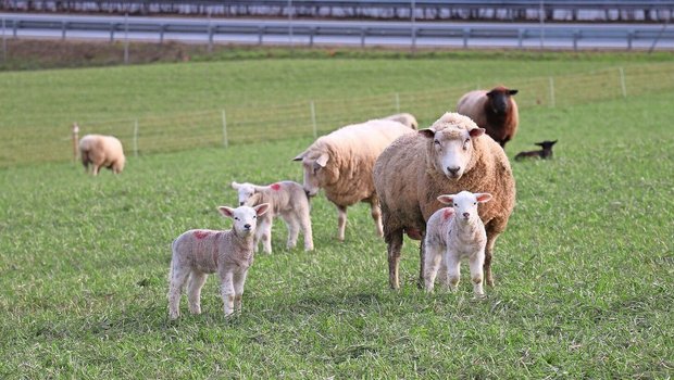 Die Ablammungssaison steht bevor. Während der Hochträchtigkeit gibt es bei der Fütterung einiges zu beachten, da sich diese auf Mutter- sowie Jungtiere auswirkt. 