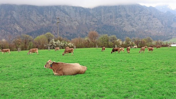 Die Kühe gehen zielstrebig auf die Weide. Erst wenn sie genügend gefressen haben, legen sie sich nieder, um wiederzukäuen