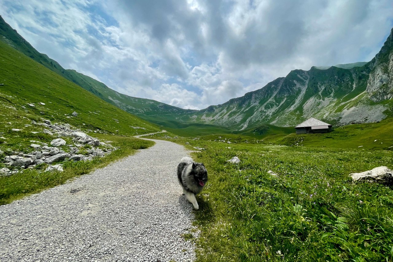 Von der Alp Obriste Morgeten geht es über den Morgetepass (1957 m ü. M., in der Bildmitte) zur Underi Gantrischhütte. (Bild: Jürg Vollmer / «die grüne»)