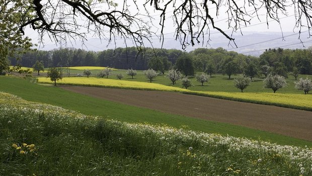 Vielfältige Fruchtfolgen wirken präventiv gegen Schadorganismen. (Bild ep)