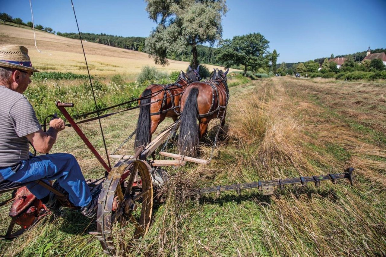 Ernst Rytz erledigt rund 20 % der Arbeit mit den Pferden. (Symbolbild Pia Neuenschwander)