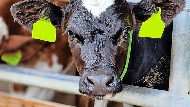 Im Jahr 2023 mussten die Mastbetriebe 360 000 antibiotische Behandlungen bei Kälbern vornehmen. Hauptursache sind Atemwegserkrankungen, gegen die ab dem 1. Juli geimpft werden muss.