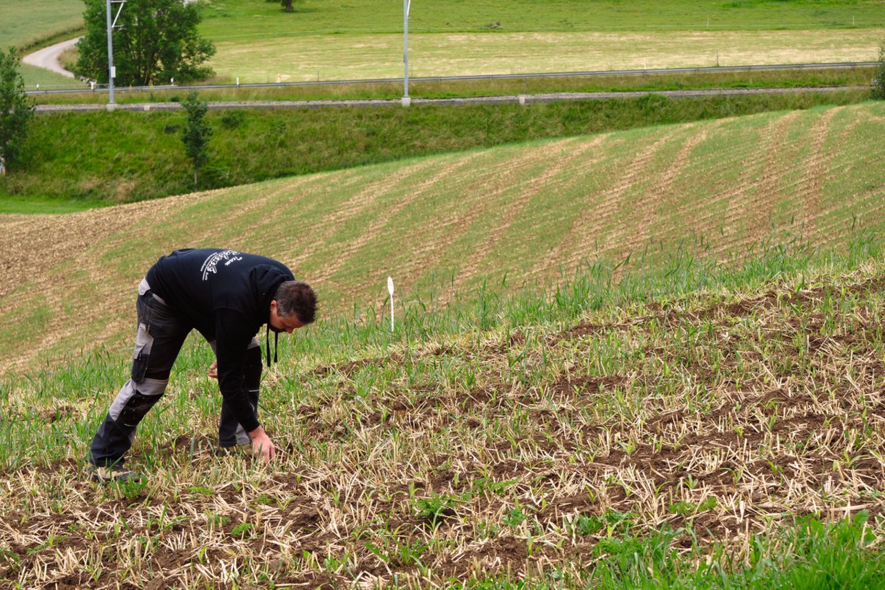 Zwischen den Saatreihen hat es bei der Streifenfräs-Saat unbearbeiteter Boden mit Stoppelrückständen an der Oberfläche zurück und hindert Erosio. Bild: Martina Rüegger