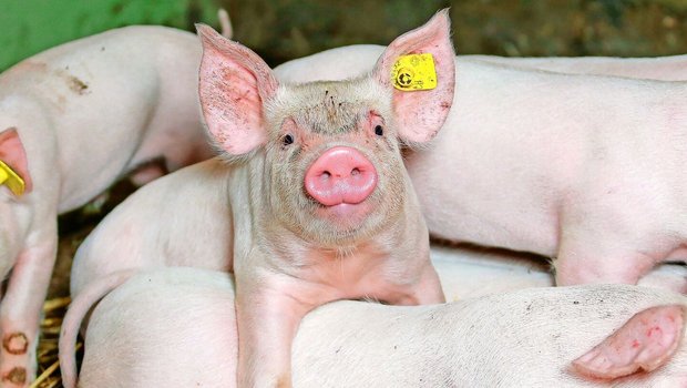 Für kostendeckende Ferkel- und Schlachtschweinepreise soll das Produktions-niveau auf dem aktuellen Niveau gehalten werden. 