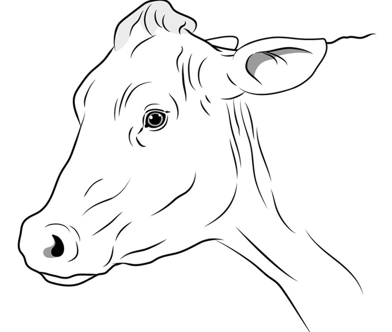 Eine Illustration zeigt das Gesicht einer Kuh, die Schmerzen empfindet: Ohren nach hinten gestellt und angestrengter Gesichtsausdruck.
