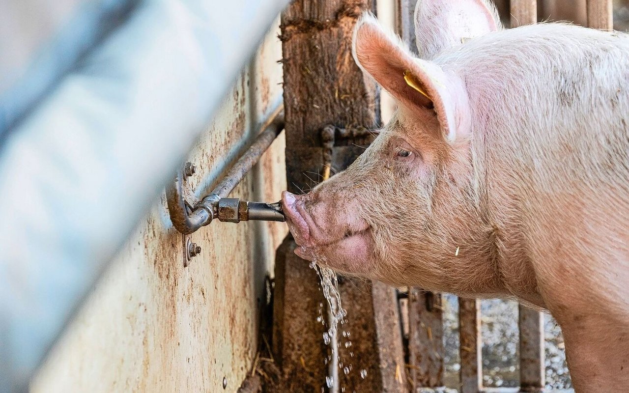 Die Schweine nutzen die Nippel im Auslauf. Im Winter verhindert eine Ringheizung, dass das Wasser einfriert. Im Sommer kühlt eine Sprinkleranlage die Tiere ab.