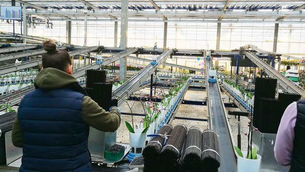 Besuch in den Niederlanden: Vollautomatisch fahren die Orchideen aus dem Gewächshaus zur Station, wo die Äste zur Stabilisation aufgebunden werden. Eine der Tätigkeiten, die noch nicht durch Maschinen oder Computer ersetzt werden konnten.