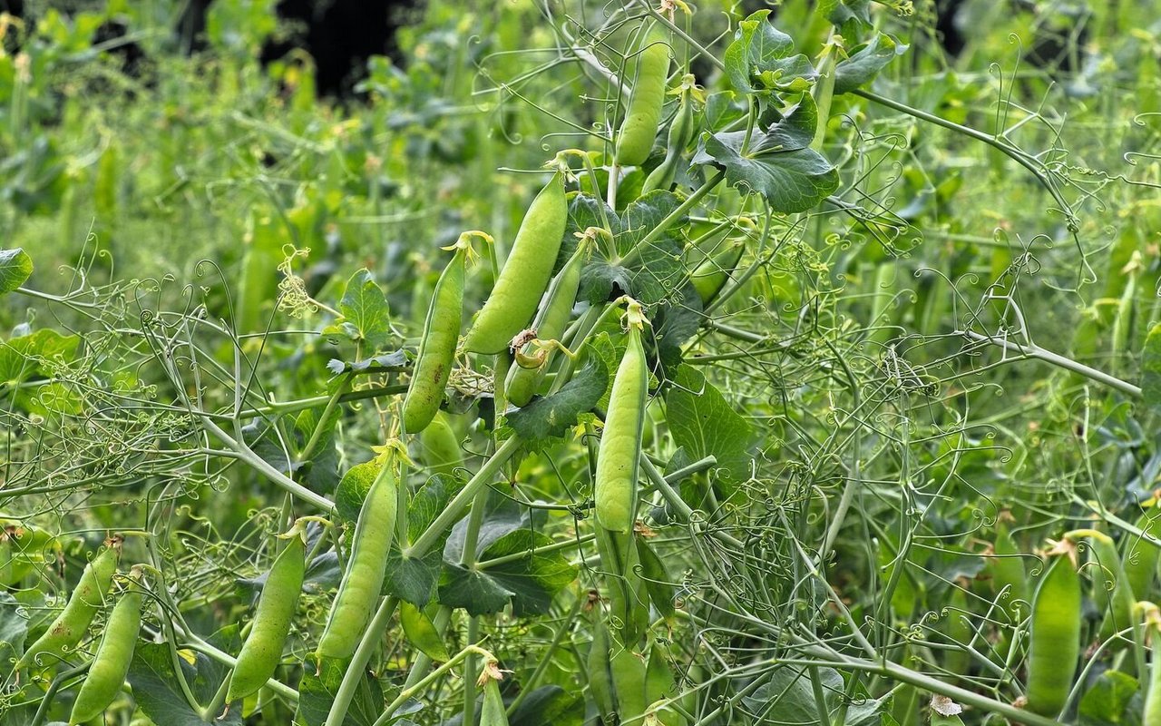 Eiweisserbsen werden mit einer Stützfrucht wie Gerste angebaut. In der Schweiz belegen Eiweisserbsen mit 3500 ha den Spitzenplatz der Proteinpflanzen.