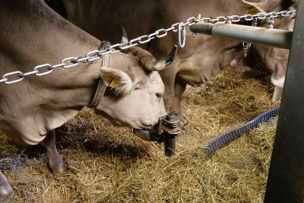 Anbindestall optimieren Betrieb Käslin: Wegen der Kette und ohne Abtrennung hat die Kuh viel Bewegungs-Freiheit. Bild: Martina Rüegger