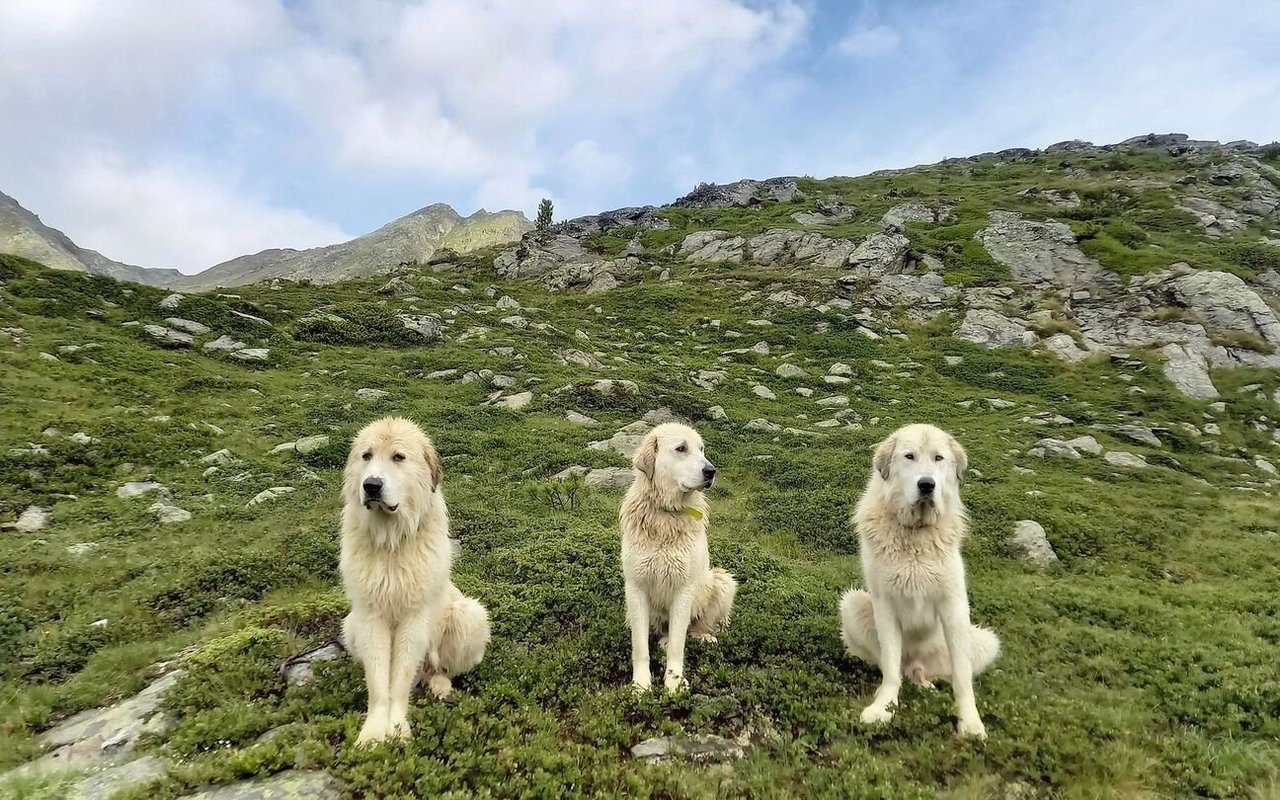 Drei weisse Herdenschutzhunde sitzen auf der Alpweide und schauen zur Fotografin.