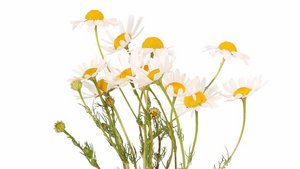 Kamille, alternative Medizin und Tee