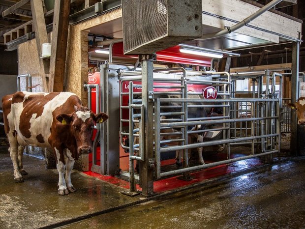 Melkroboter – Die Modelle von DeLaval, Lely, GEA, Lemmer Fullwood (Merlin), Boumatic und System Happel in der Praxis
