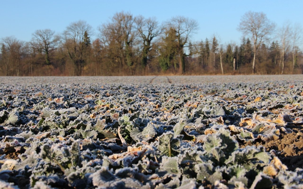 Der Raps braucht bereits früh Nährstoffe, um gut aus dem Winter zu kommen. Auch Schwefel ist bei der Düngung zu berücksichtigen.