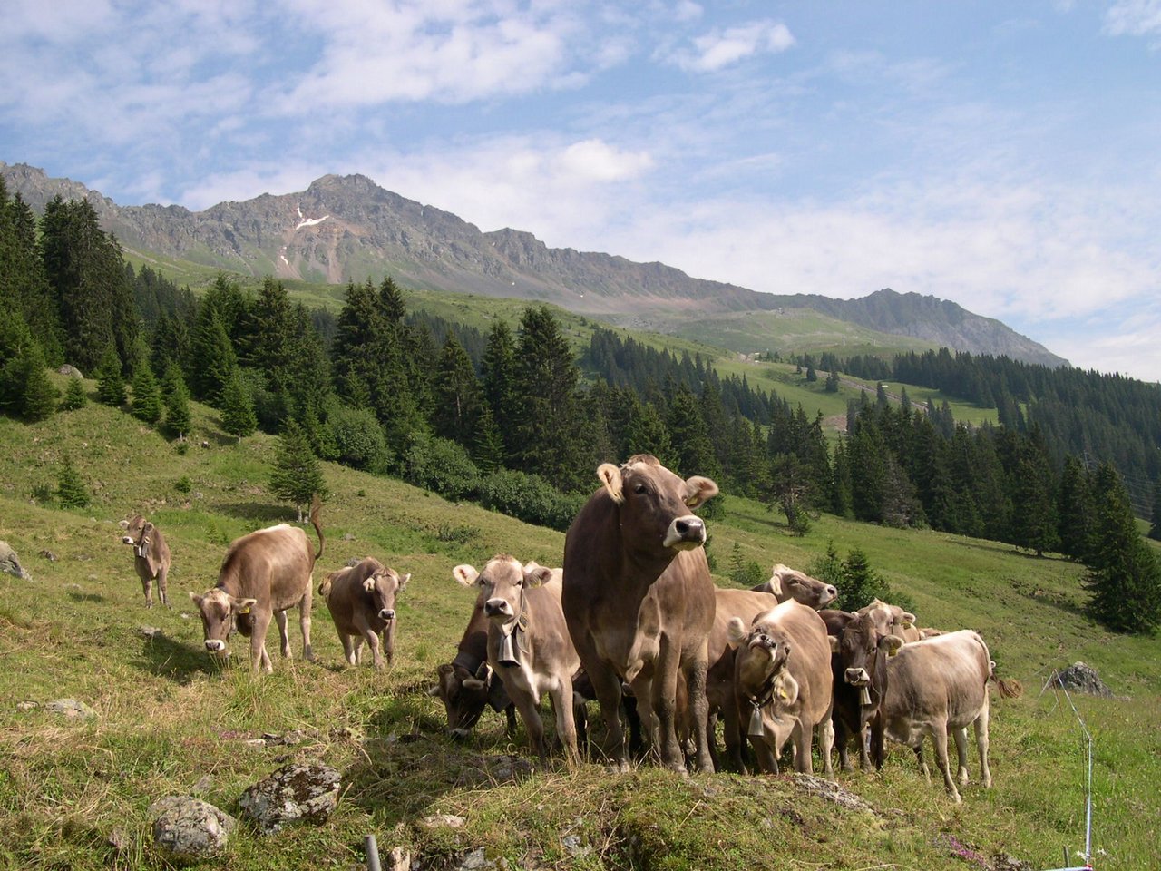 Eine Herde Braunvieh auf der Alp. (Bild BauernZeitung)