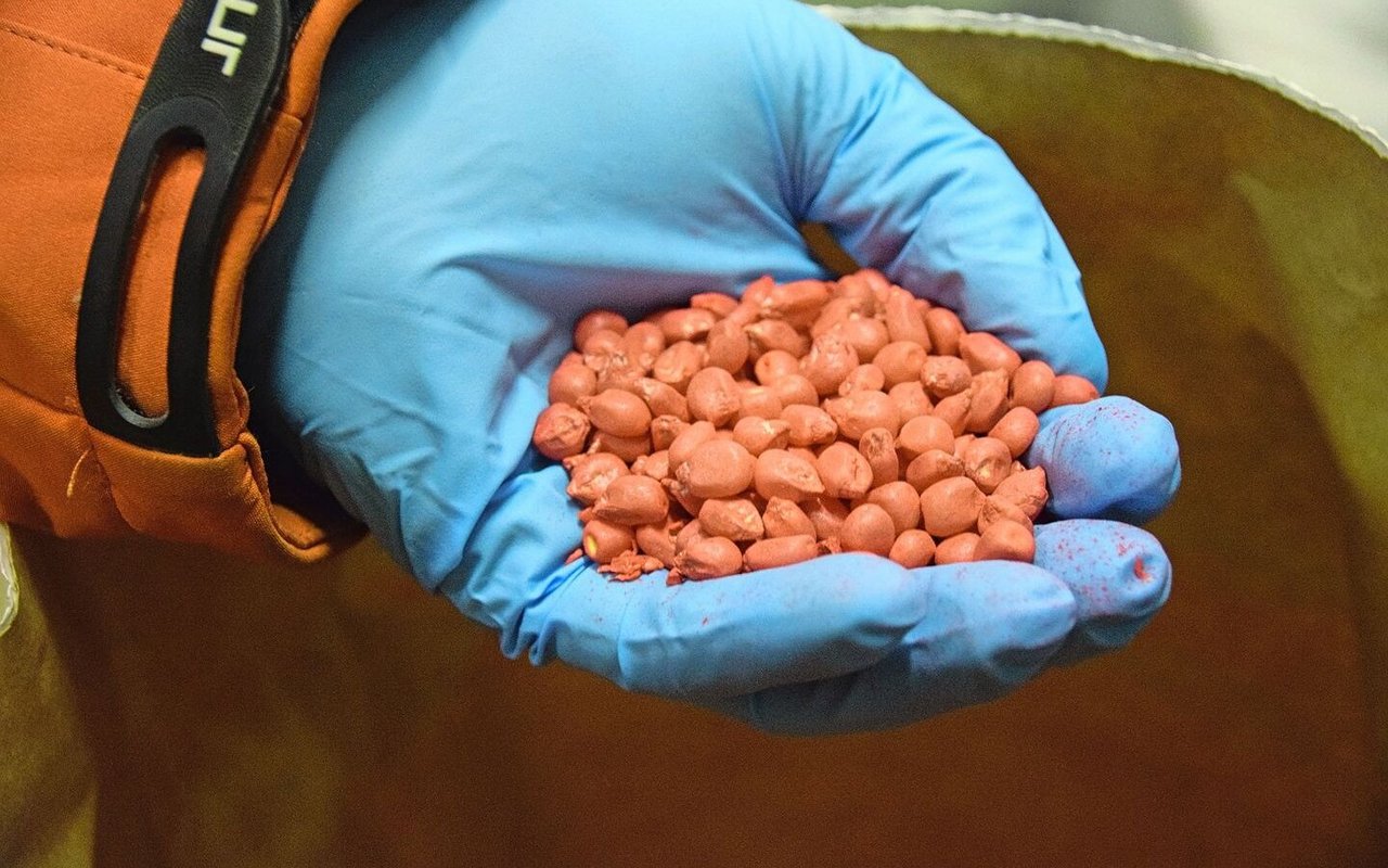 Gebeiztes Maissaatgut zeigt: Rückzug von Pflanzenschutzmitteln zwingt zu neuen Strategien: von biologischen Methoden bis zu integrierten Lösungen.