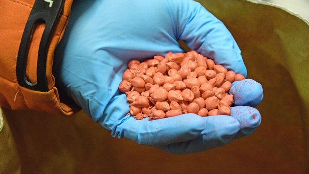 Gebeiztes Maissaatgut zeigt: Rückzug von Pflanzenschutzmitteln zwingt zu neuen Strategien: von biologischen Methoden bis zu integrierten Lösungen.